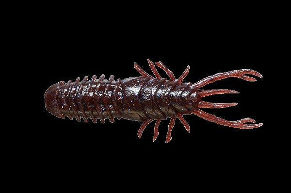 Jackall Wam Wam 60 Coke Blue Gill