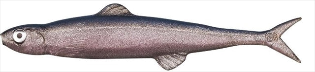 Evergreen Worm Fact Last Ace 75 #26 Pro Blue