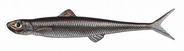 Evergreen Worm Fact Last Ace 110F #41 Wakasagi