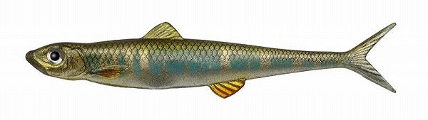 Evergreen Warm Last Ace 110F #55 Oikawa