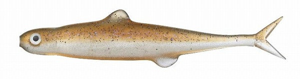 Evergreen Worm Fact Last Ace 75 #92 Sparkling Wakasagi