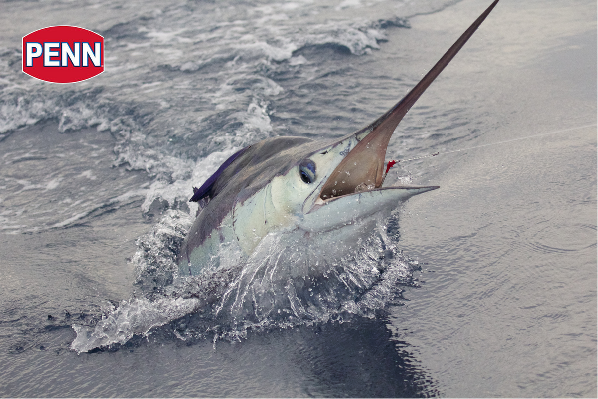 Let's have offshore BIG ONE fishing with PENN reels!
