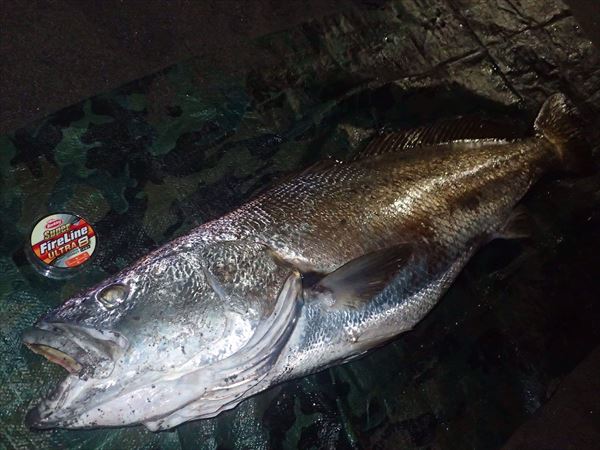 berkley fireline ultra 8 fishing line Berkley Super Fire Line Ultra 8 #0.8 12lb 150m Crystal