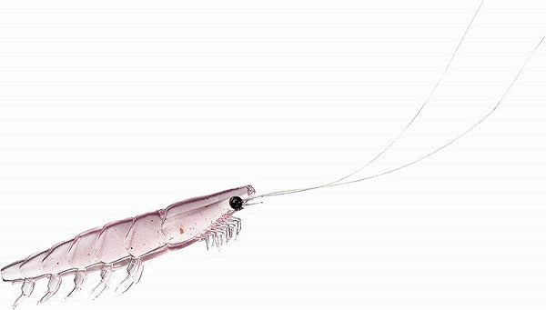 Daiwa Comfortable Real Okiami S Keimura Pink