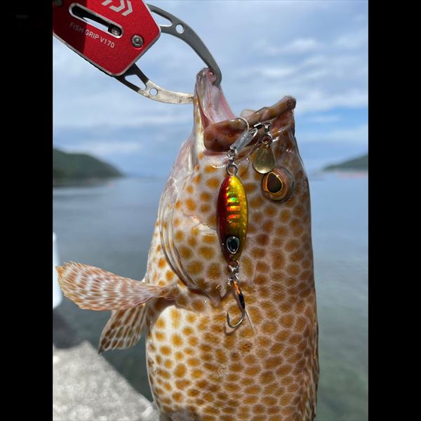 Daiwa Metal Jig Teardro Spin 16g Sardine