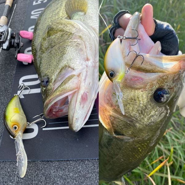 Daiwa Bass Lure Steez Crank 500 Sexy Shad