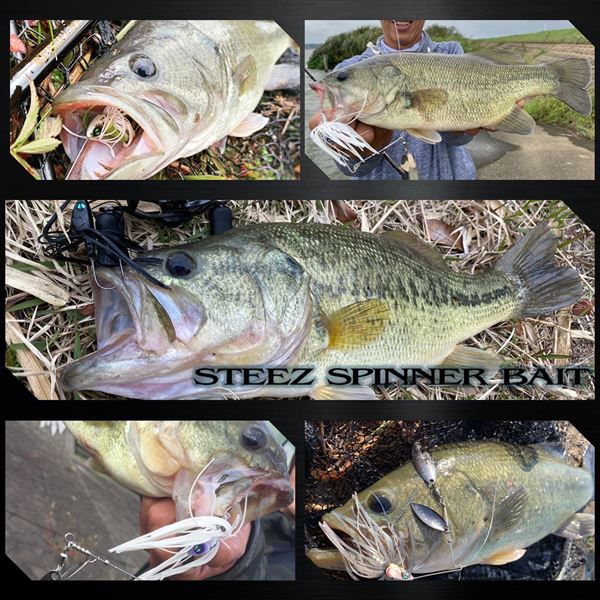 Daiwa Steez Spinnerbait 3/8oz DW Lime Chart