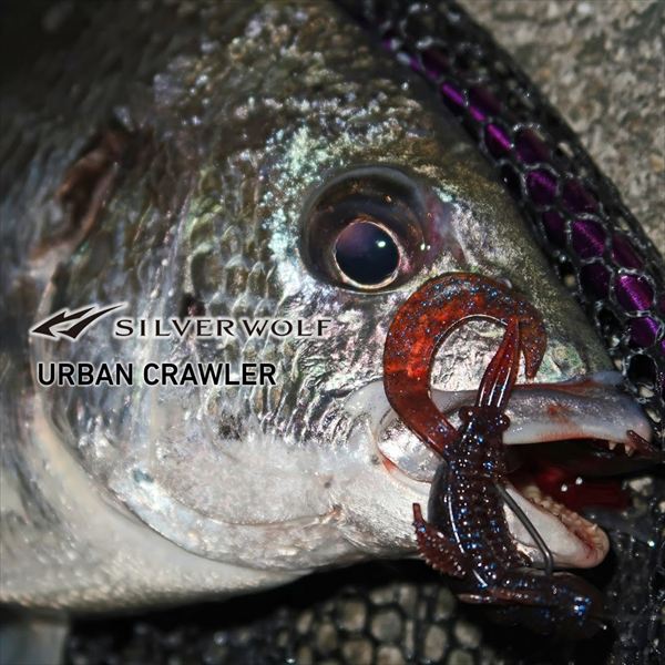 Daiwa Worm Silver Wolf Urban Crawler 2.5inch Lemongrass UV